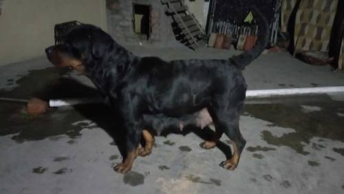 Rottweiler puppies with adult female 