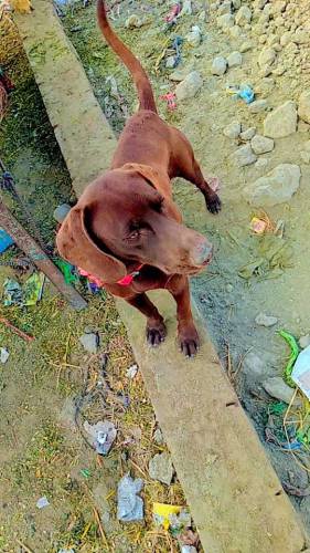 Panter breed dog