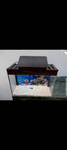 Small Fish Tank