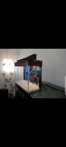 Small Fish Tank