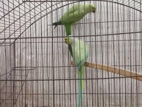 Ring neck breeder pair for sale Nail Tail Fly all ok 