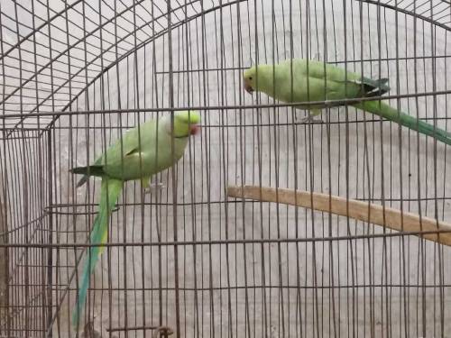 Ring neck breeder pair for sale Nail Tail Fly all ok 