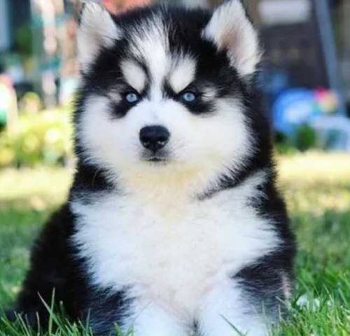 husky puppies