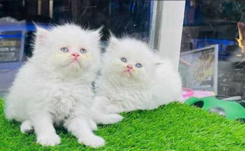 Persian kittens 