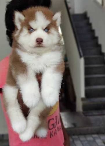 husky puppies