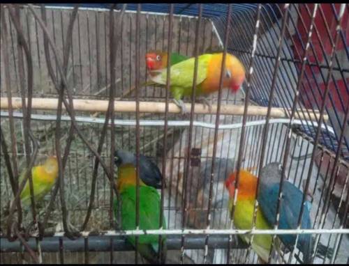 love birds
