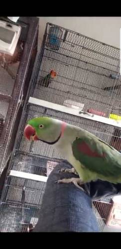 Raw baredar Male far sale 
