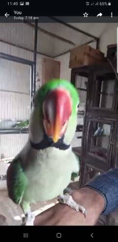Raw baredar Male far sale 