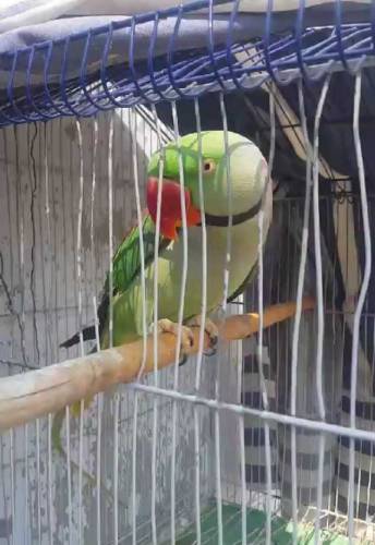 Raw baredar Male far sale 