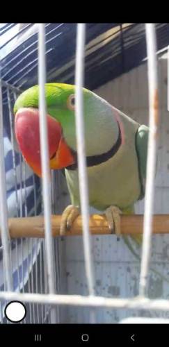 Raw baredar Male far sale 