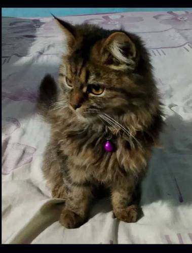 cat male Persian 