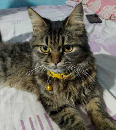 cat male Persian 