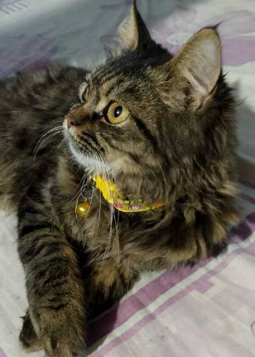 cat male Persian 