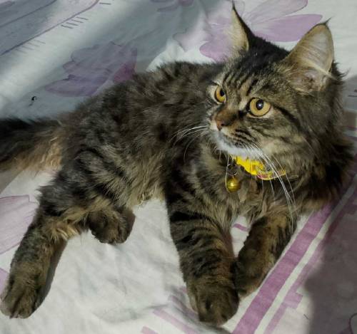 cat male Persian 