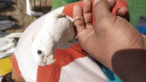 cute couple parrot 