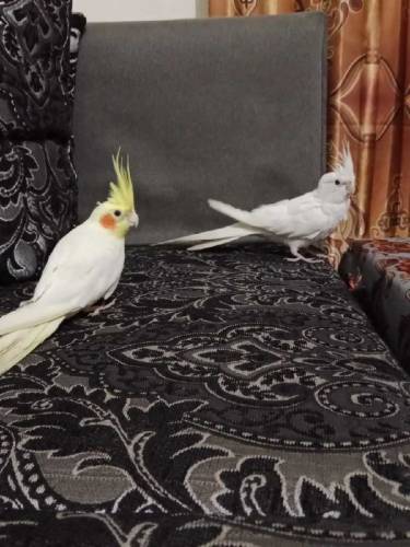 cute couple parrot 