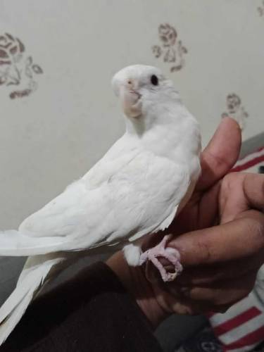 cute couple parrot 