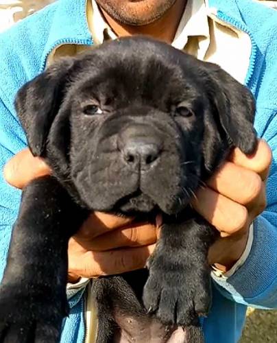 Cane Corso Breed pupeis 