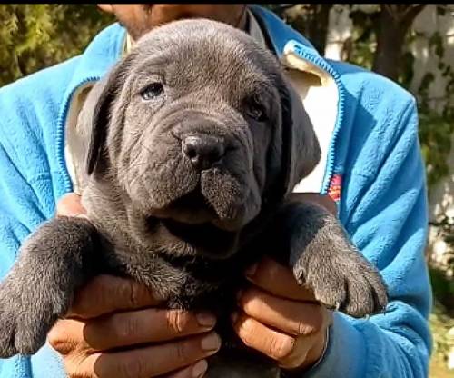 Cane Corso Breed pupeis 