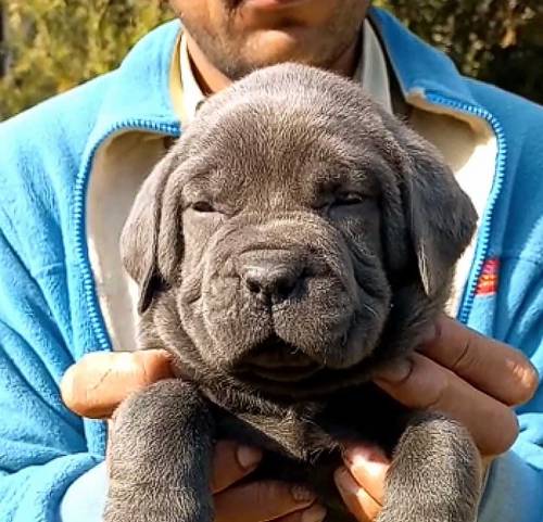 Cane Corso Breed pupeis 
