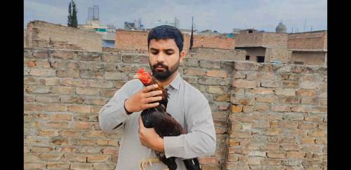 Mushka,lahka Cheena aseel