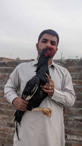 Mushka,lahka Cheena aseel
