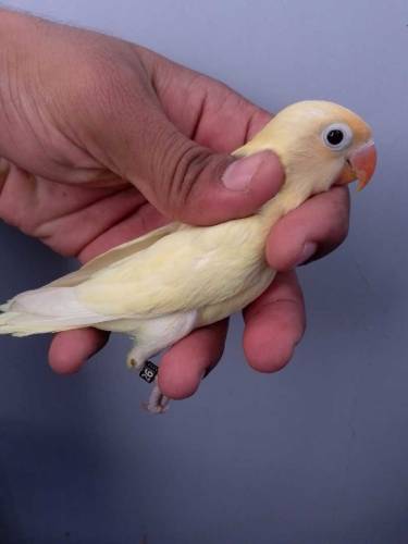 Decino with DNA male 2 pice available 