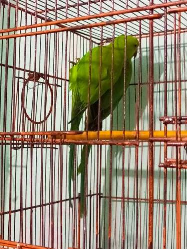 ringneck parrot 