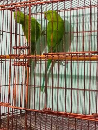ringneck parrot 