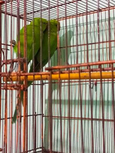 ringneck parrot 
