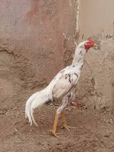 shamo cross patha