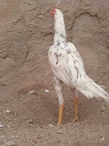 shamo cross patha