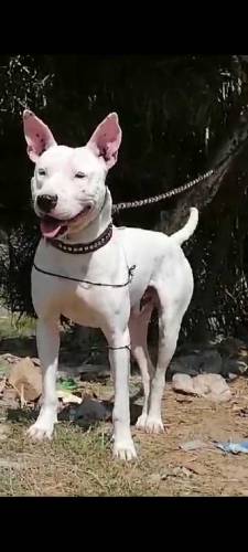 Kohati gultair male  for sale