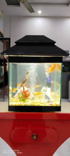 Fancy Mini Fishtank