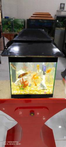 Fancy Mini Fishtank