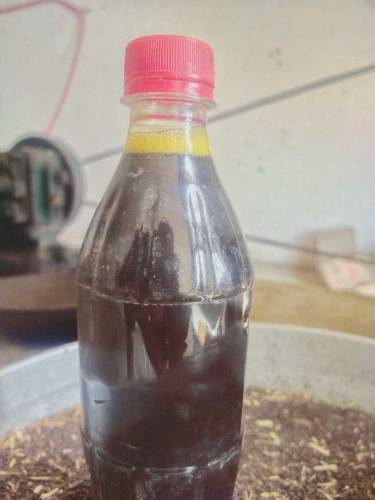 pure sarso cooking oil 