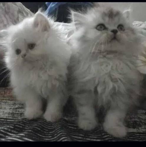 punch face Persian cooper eyes