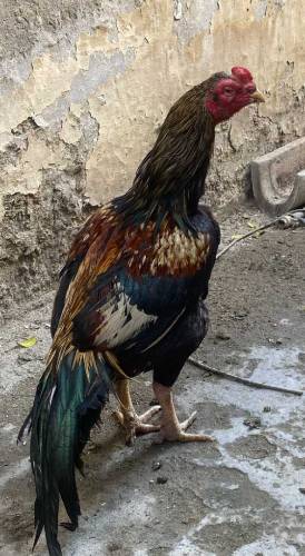 Aseel young Murgha۔ for sell
