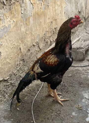 Aseel young Murgha۔ for sell
