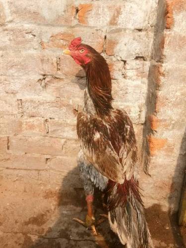 aseel murga long tail