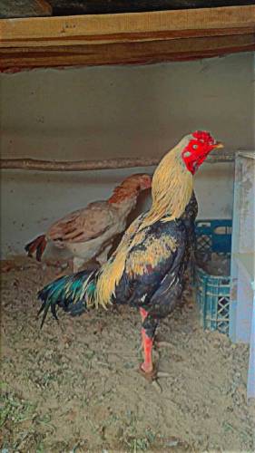 Aseel Hen Cock murgha murgi