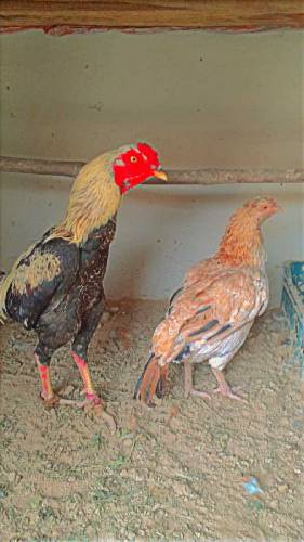 Aseel Hen Cock murgha murgi