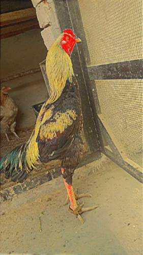 Aseel Hen Cock murgha murgi
