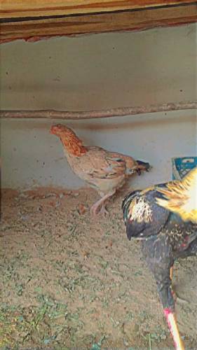 Aseel Hen Cock murgha murgi