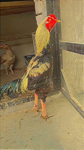 Aseel Hen Cock murgha murgi