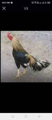 Aseel chicks 