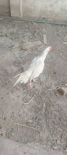 Aseel chicks 