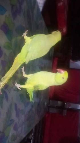 parrot