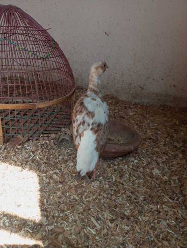white teetar pair 