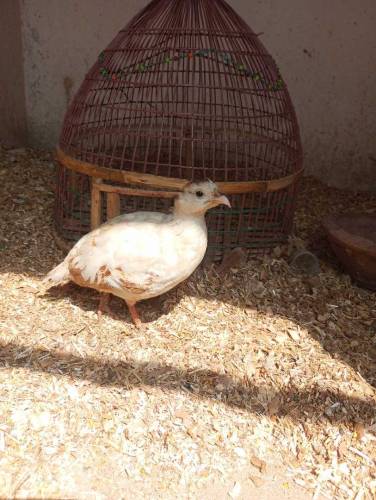 white teetar pair 